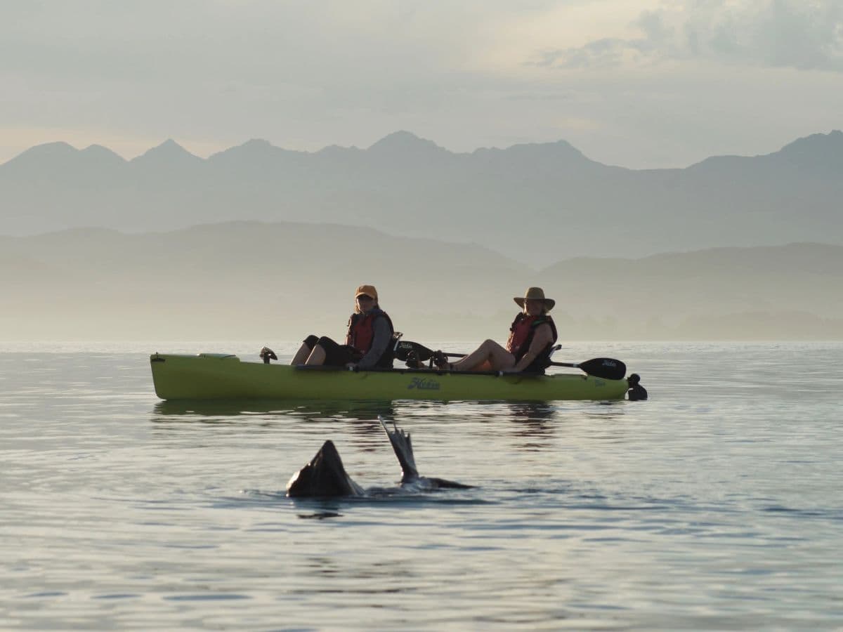 Seal Kayak Tour | Kaikoura