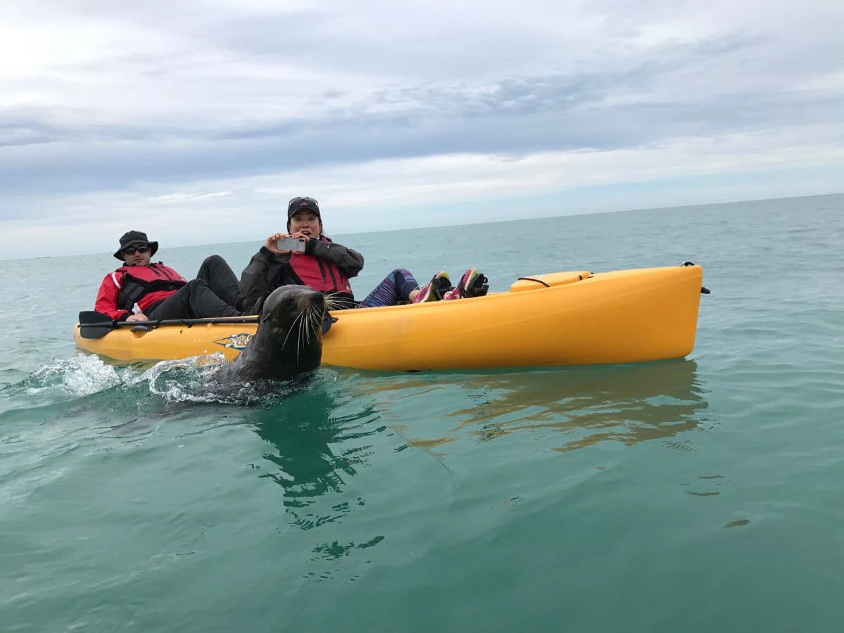 Seal Kayak Tour | Kaikoura