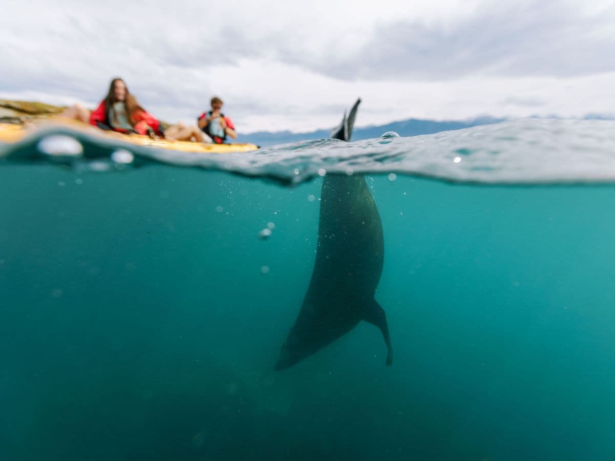 Seal Kayak Tour | Kaikoura
