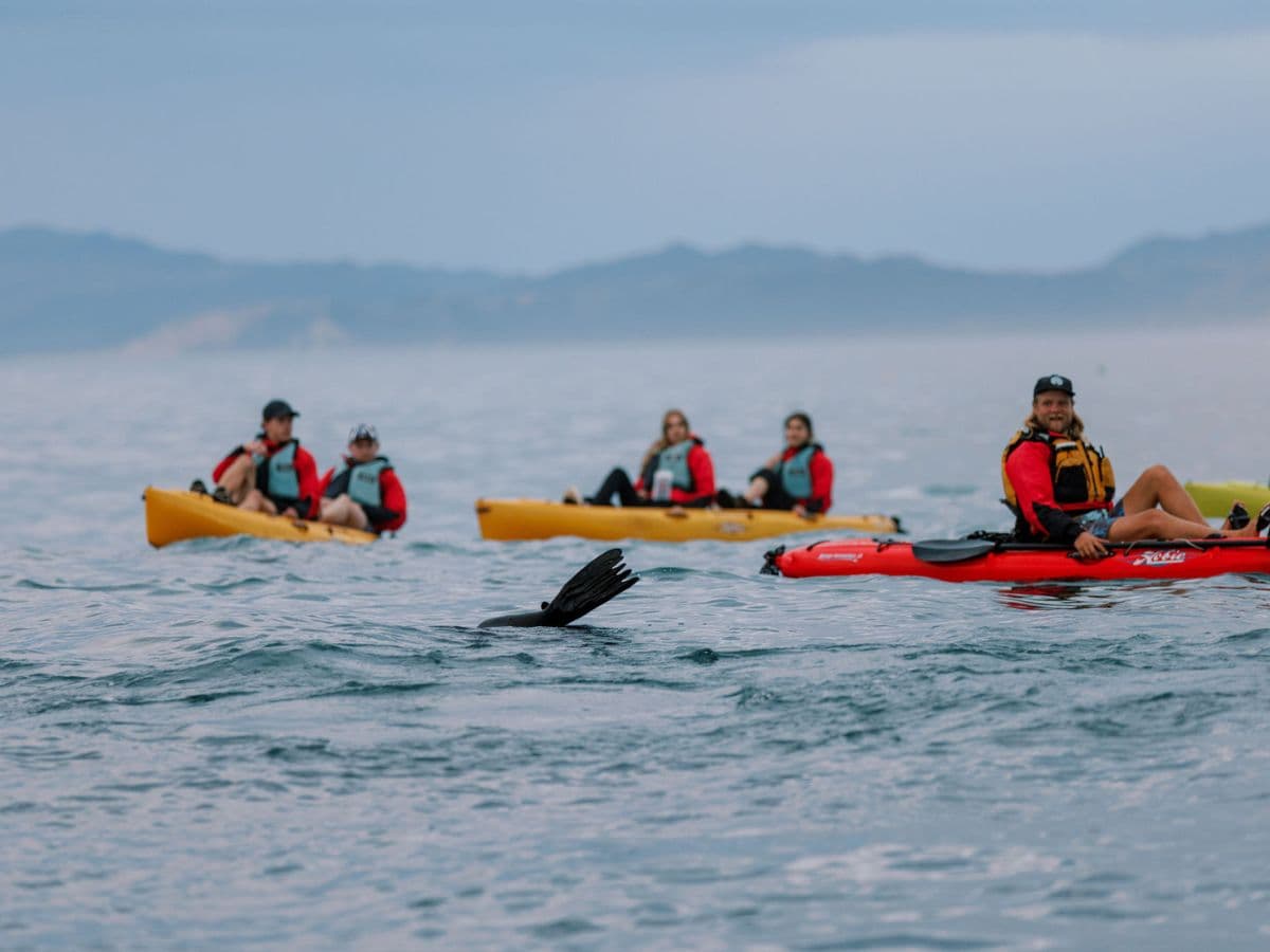 Seal Kayak Tour | Kaikoura