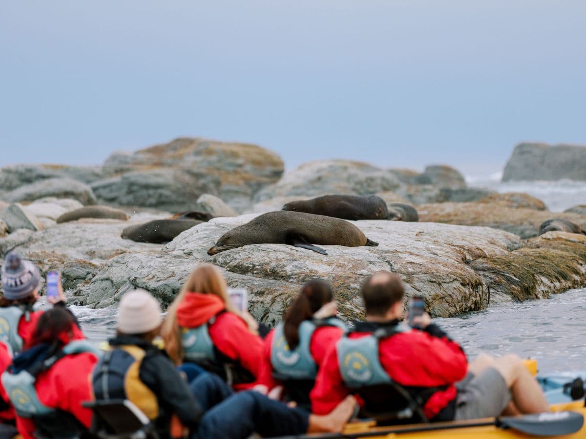 Seal Kayak Tour | Kaikoura