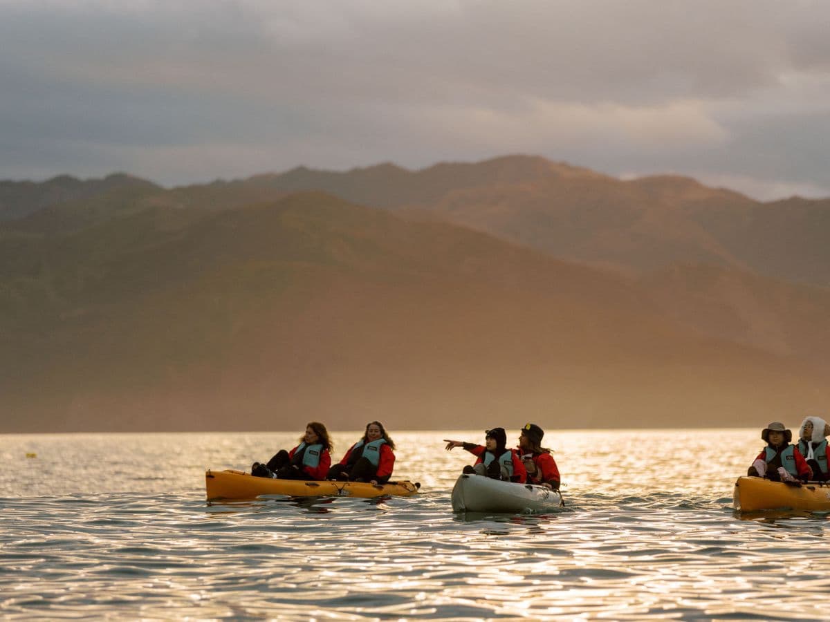 Sunset Marine Life Kayak Tour | Kaikoura