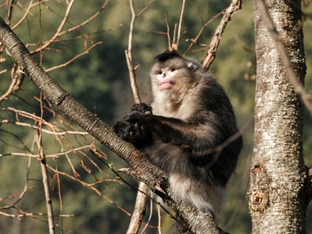 Discover Northwestern Yunnan through UNSECO Three Parallel Rivers region and the sacred Mt. Kawagarbo