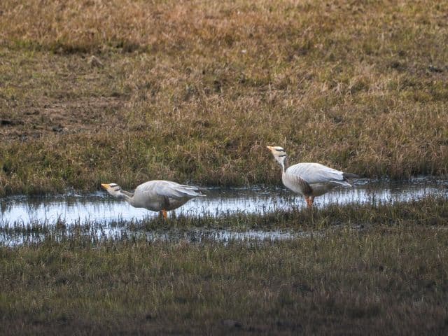 Discover Northwestern Yunnan through UNSECO Three Parallel Rivers region and the sacred Mt. Kawagarbo