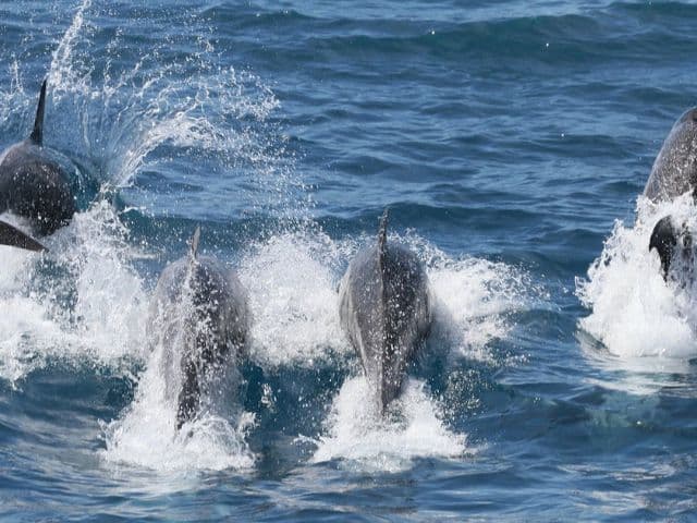 Mountains, Coast & Tea: A Taiwan Adventure