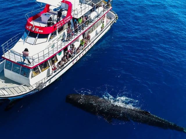 Mountains, Coast & Tea: A Taiwan Adventure