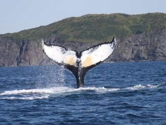 Ocean Safari | Newfoundland