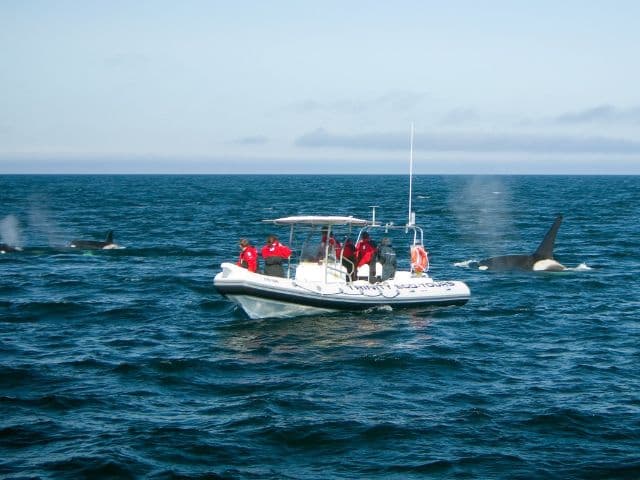 Ocean Safari | Newfoundland