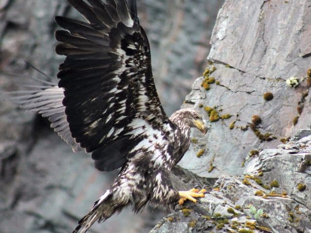 Ocean Safari | Newfoundland