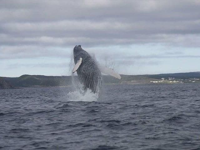 Ocean Safari | Newfoundland