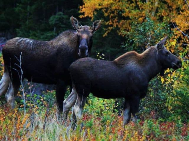 ATV Tour | Newfoundland
