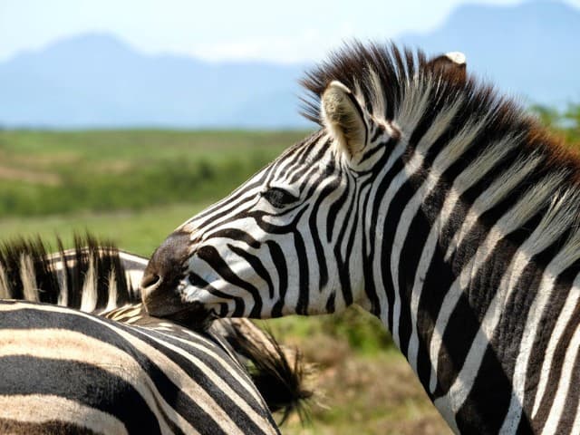 Garden Route| South Africa