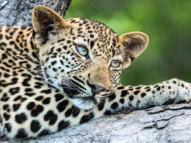 Garden Route| South Africa