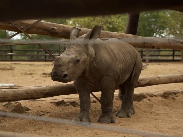 Rhino Conservation & Kruger National Park