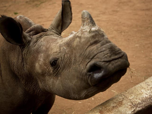 Rhino Conservation & Kruger National Park