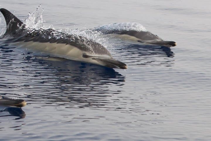 Private Afternoon Sea Safari | Lanzarote