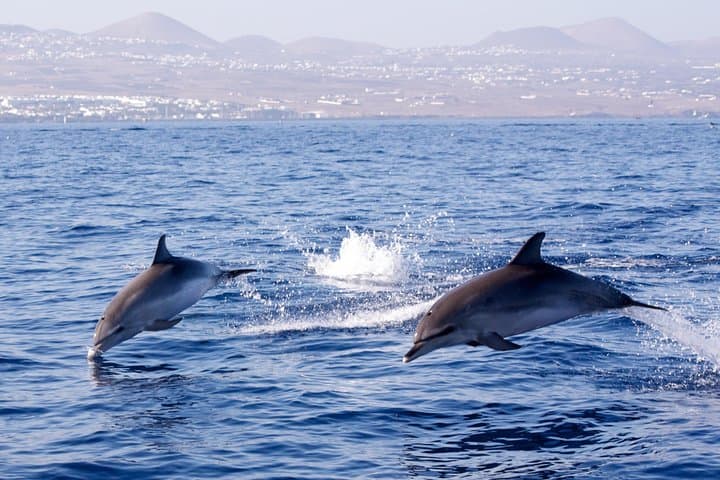 Private Afternoon Sea Safari | Lanzarote