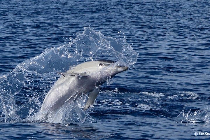 Private Afternoon Sea Safari | Lanzarote
