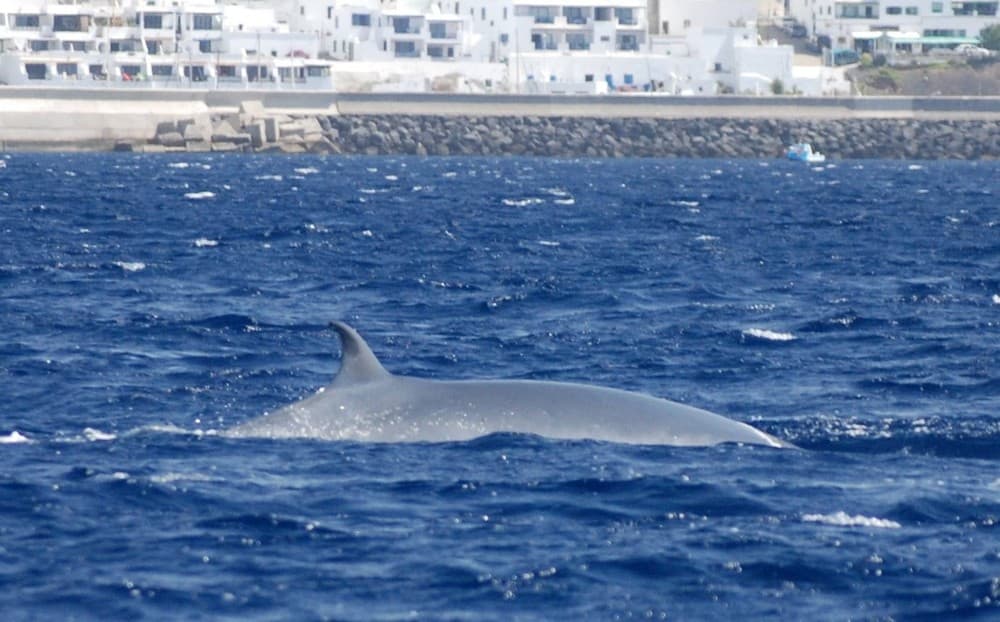 Private Afternoon Sea Safari | Lanzarote