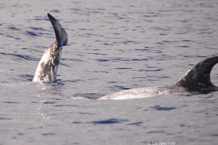 Private Afternoon Sea Safari | Lanzarote