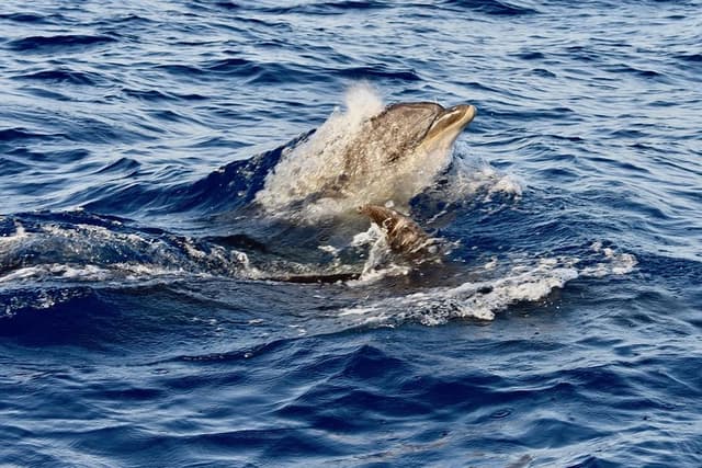 Private Afternoon Sea Safari | Lanzarote