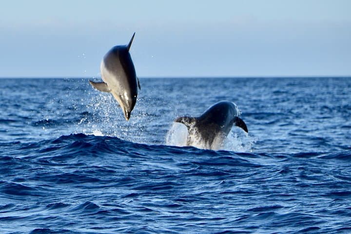 Private Afternoon Sea Safari | Lanzarote