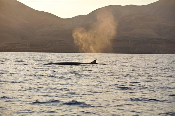 Private Afternoon Sea Safari | Lanzarote