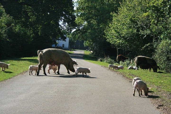 New Forest & Salisbury Day Tour from Southampton