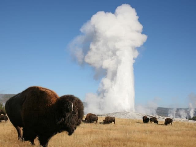 Full-Day Guided Yellowstone Day Tour