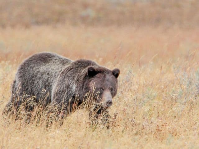 Full-Day Guided Yellowstone Day Tour