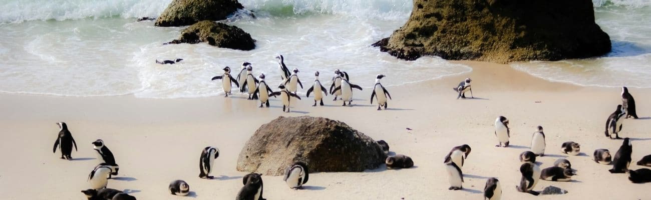 Cape Town