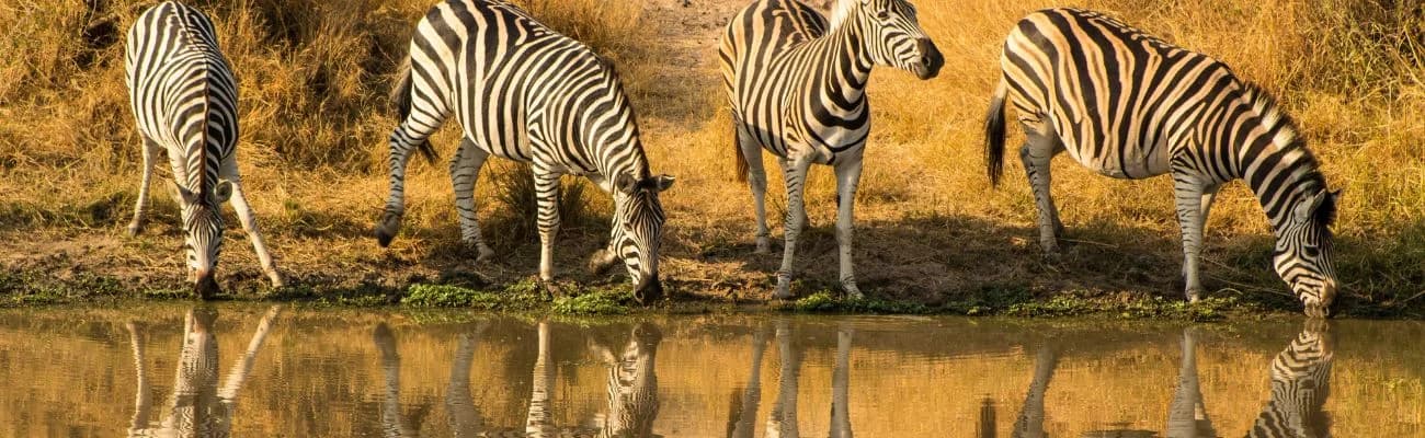 Kruger National Park