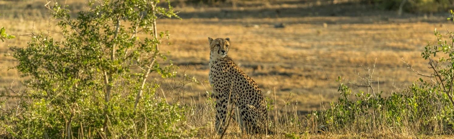 South Africa