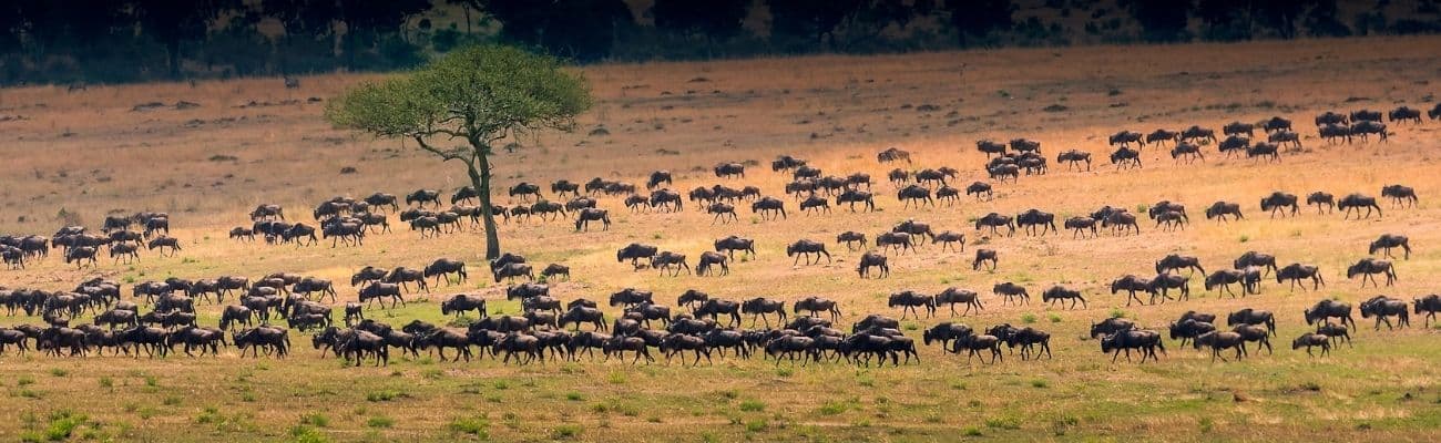 Serengeti
