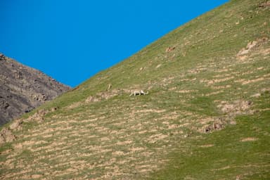 photo of snow leopard on a mountain top in Qinghai, China