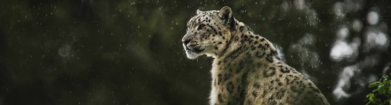snow leopard in the rain