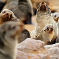Australian Fur Seals