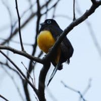 Black-headed Trogon