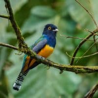Gartered Trogon