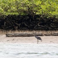 Great billed heron
