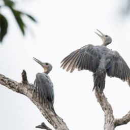 Great Slaty Woodpecker