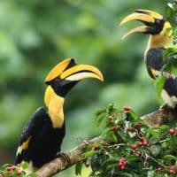 Hornbills