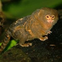 Pygmy Monkey