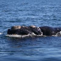 Southern Right Whales