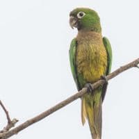 The Olive-Throated Parakeet