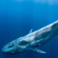 Blue Whale