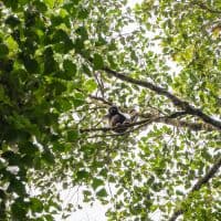 Borneo gibbon