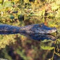 Caiman