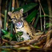 Clouded Leopard