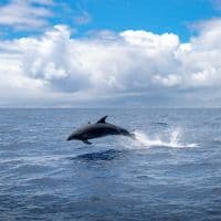 Dolphin